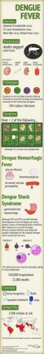 Dengue Infographic