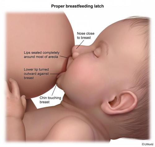 Proper Breastfeeding Latch