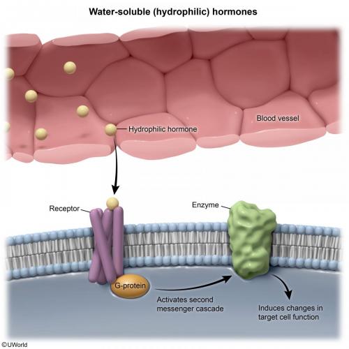 Water-Soluble Hormones