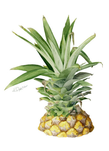 Pineapple