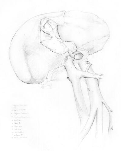 Vessels-of-the-Liver